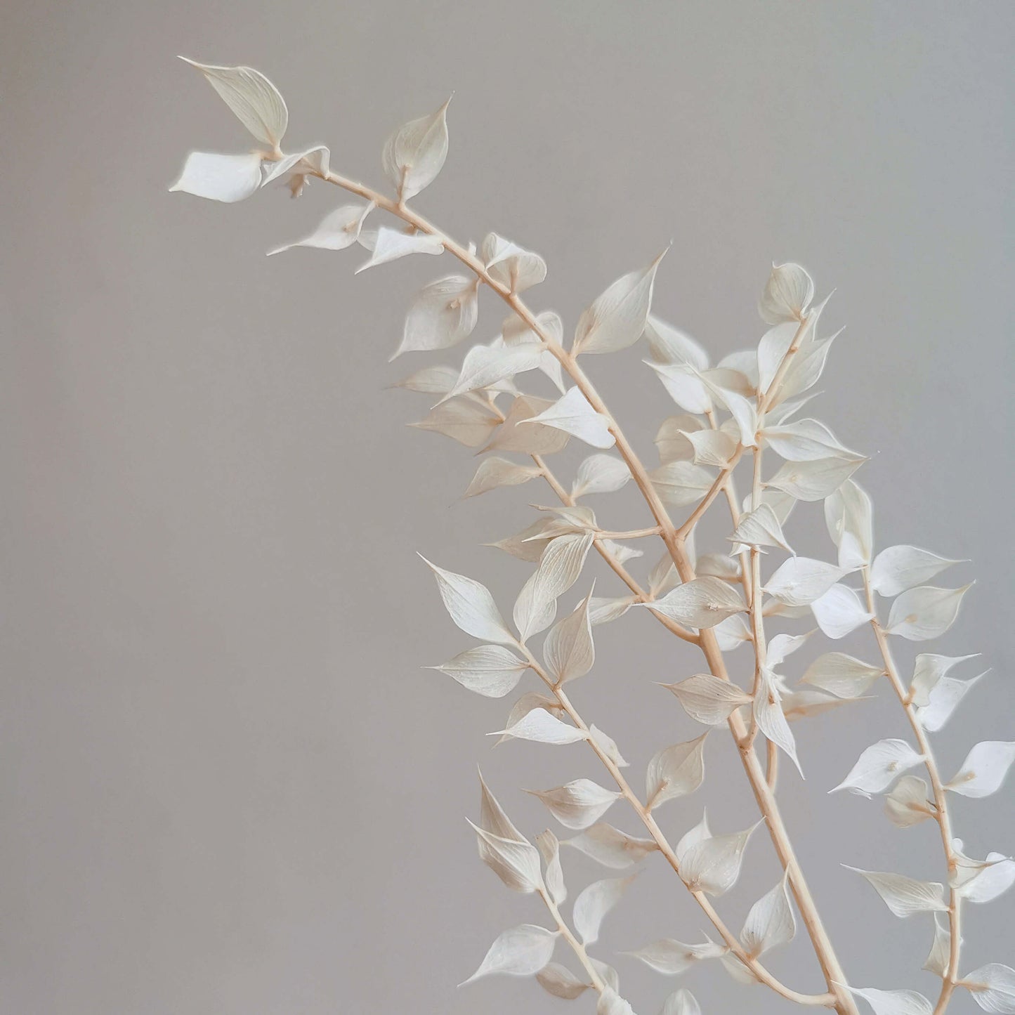 Italian Ruscus - Dried Flowers | Blooms Artisan PH