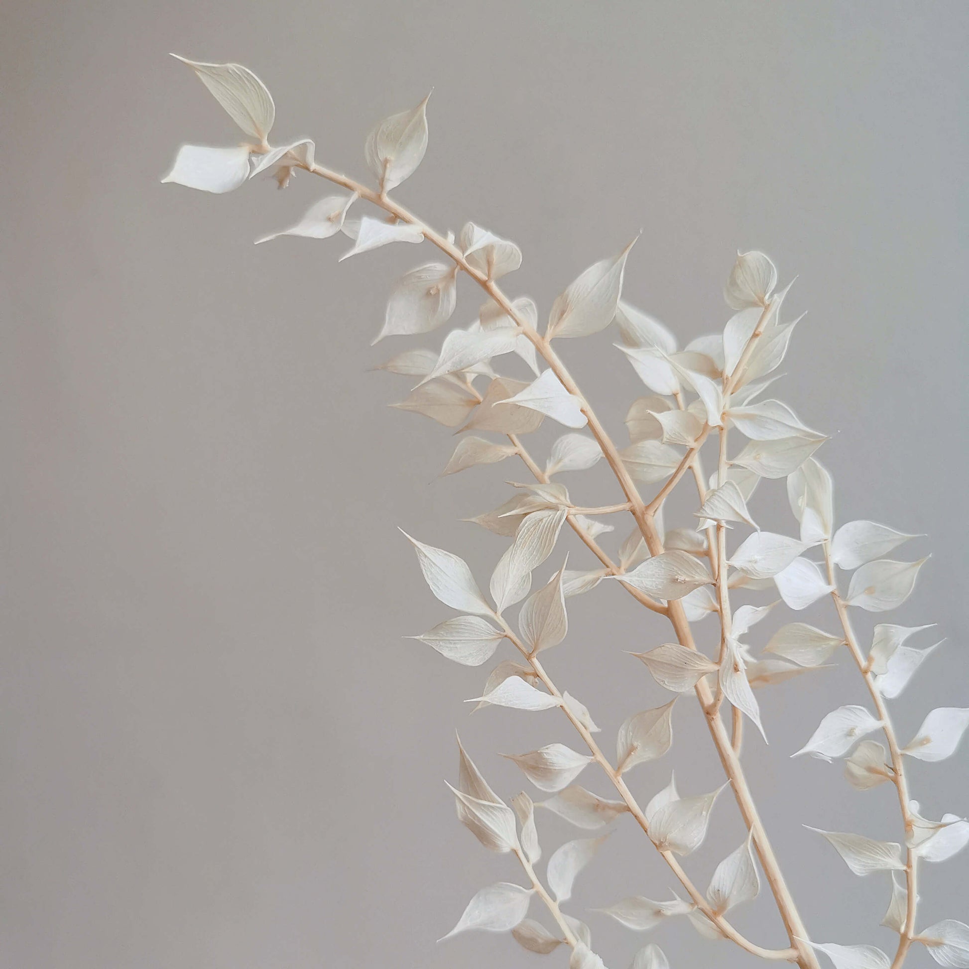 Italian Ruscus - Dried Flowers | Blooms Artisan PH