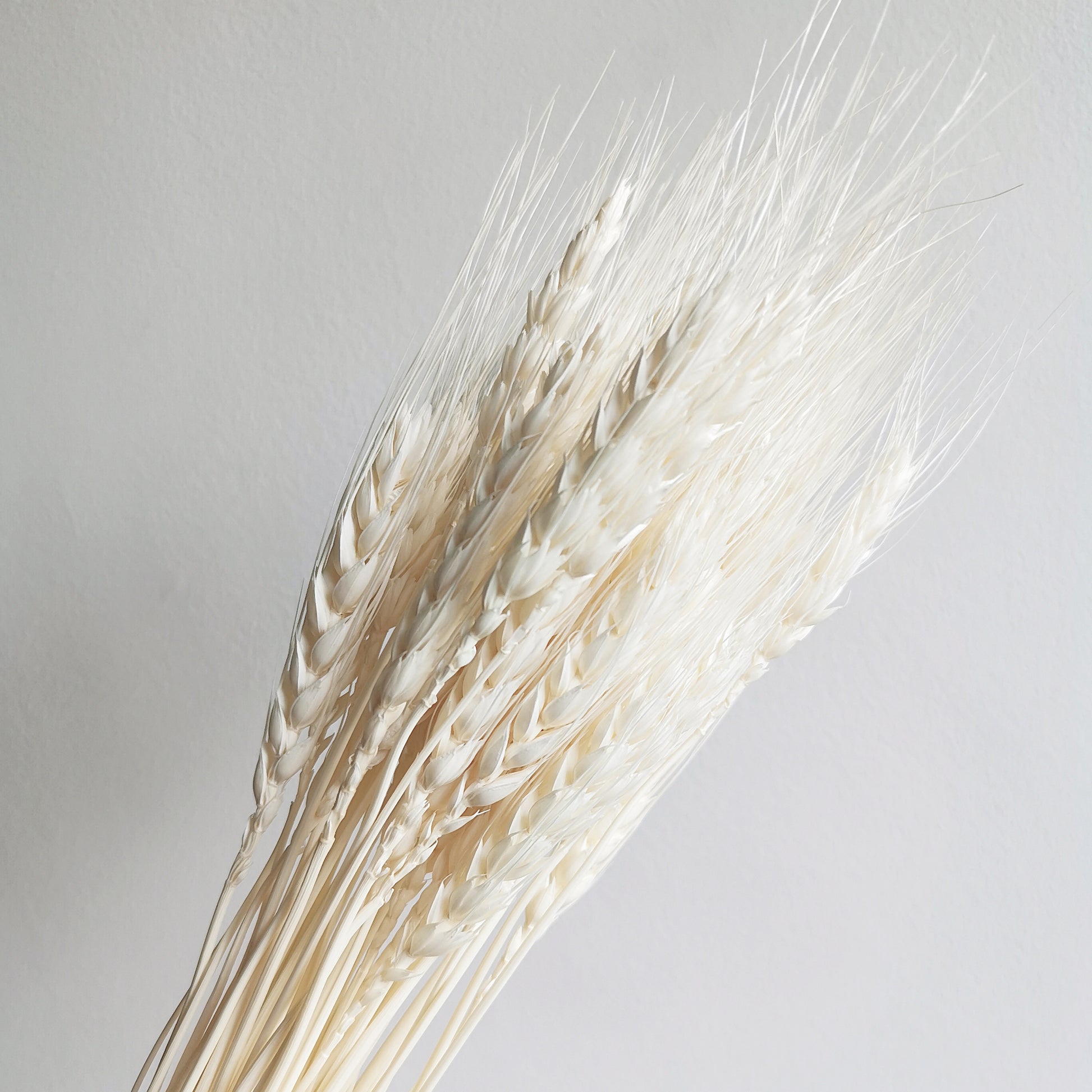 Triticum - Dried Flowers | Blooms Artisan PH