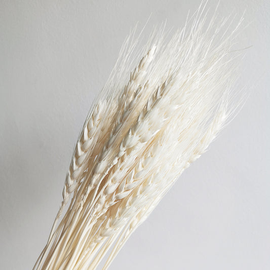 Triticum - Dried Flowers | Blooms Artisan PH