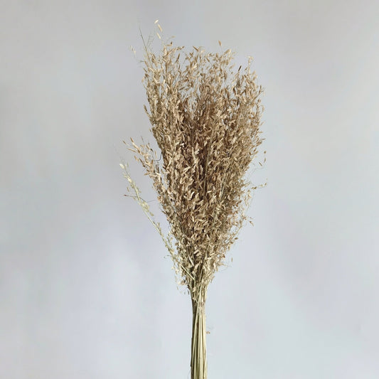 Wild Misty - Dried Plants | Blooms Artisan PH