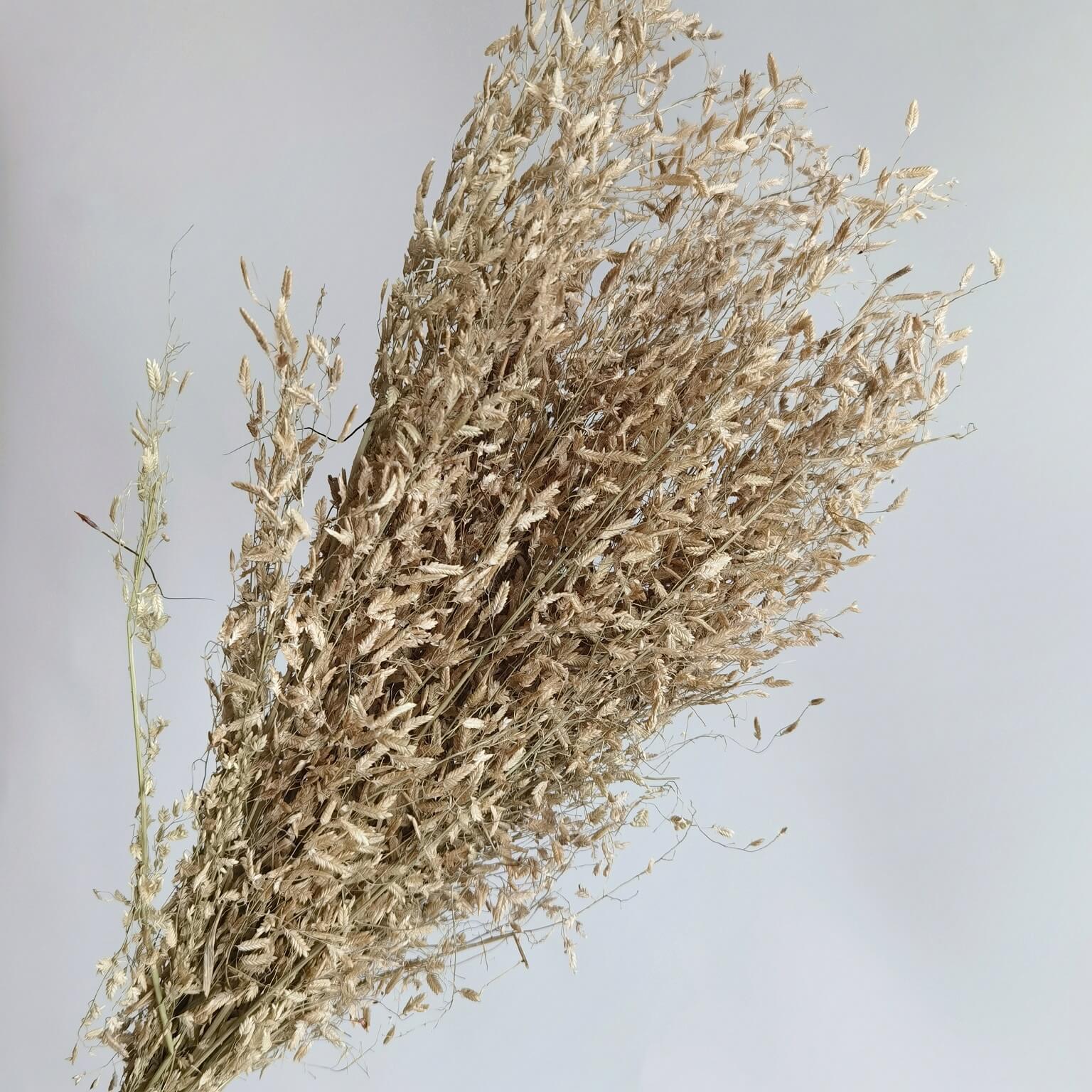 Wild Misty - Dried Plants | Blooms Artisan PH