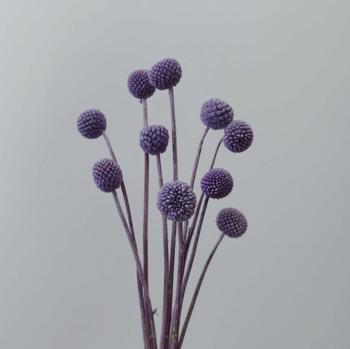 Craspedia (Billy Buttons)