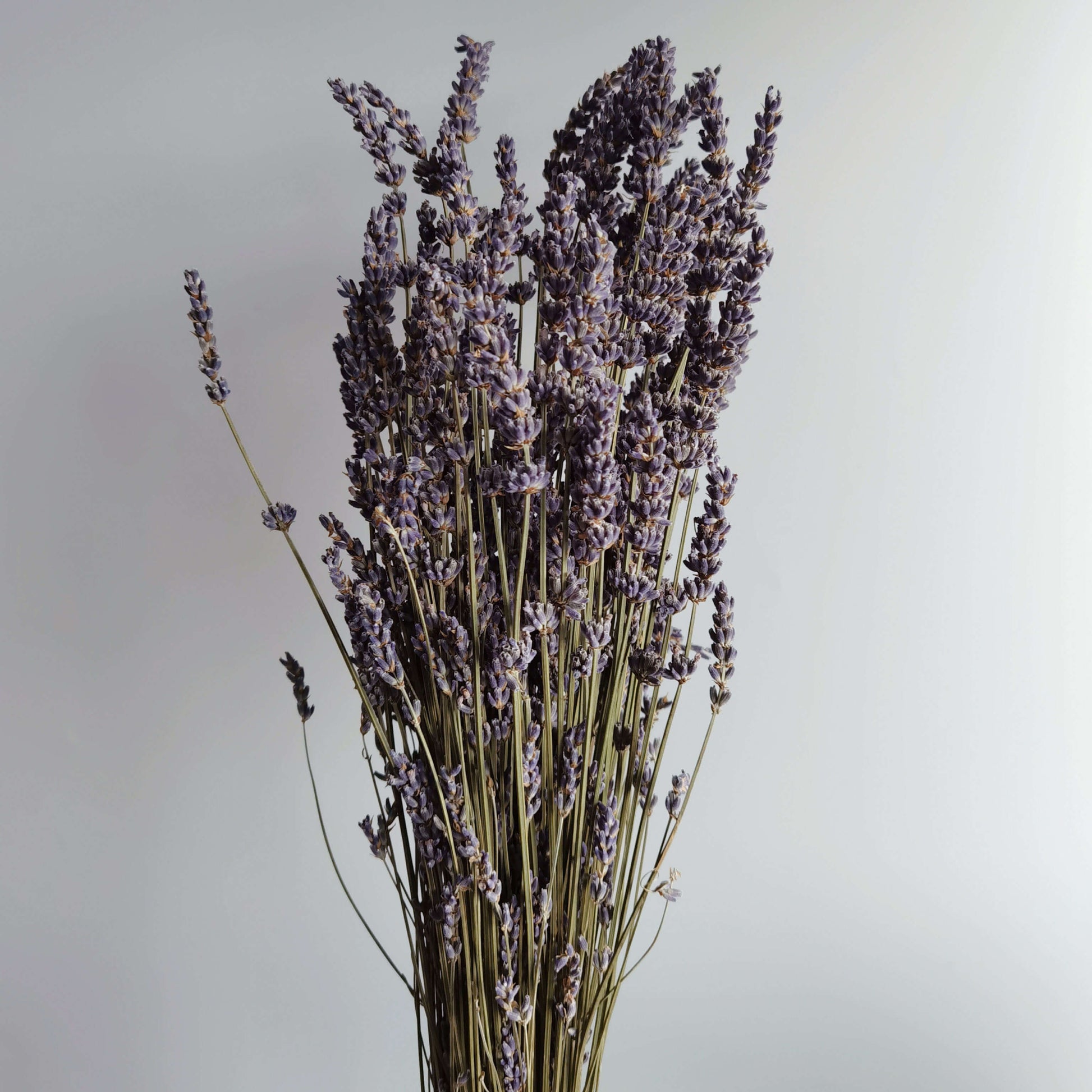 Lavender - Dried Flowers | Blooms Artisan PH