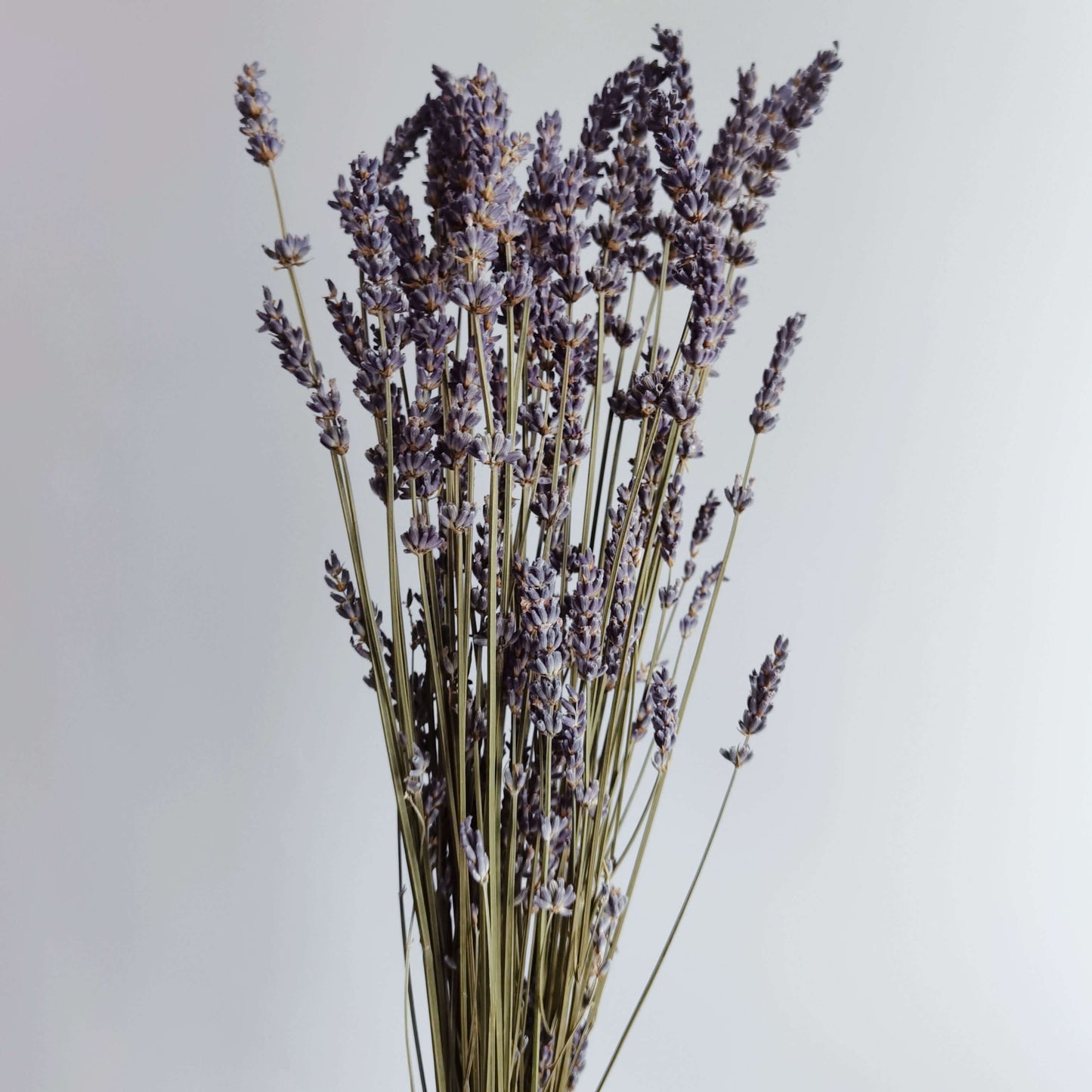 Lavender - Dried Flowers | Blooms Artisan PH
