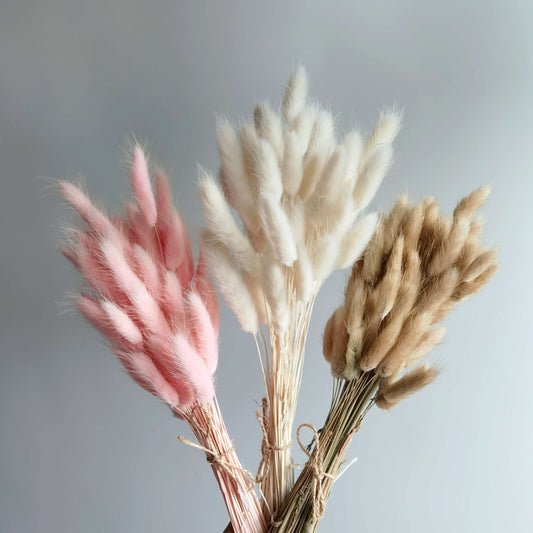 Lagurus (Bunny Tails) - Dried Flowers | Blooms Artisan PH