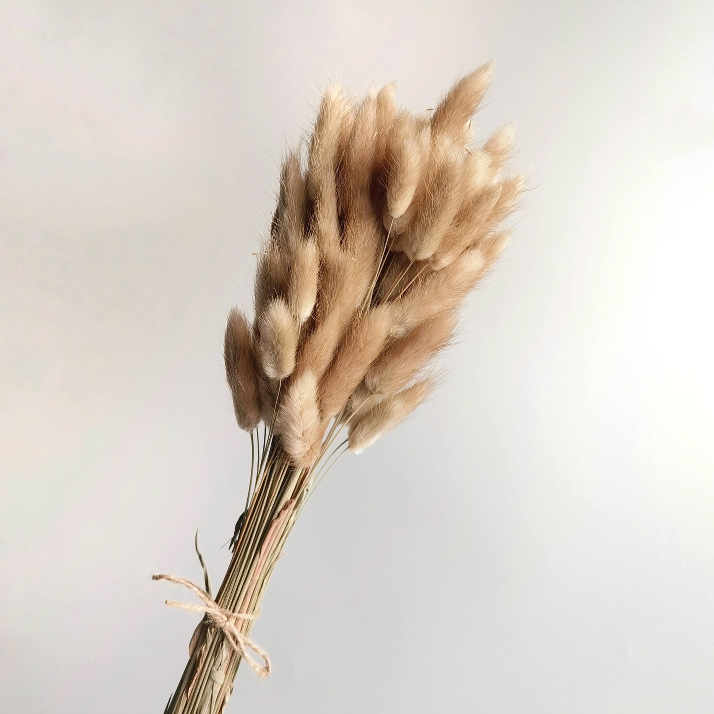 Lagurus (Bunny Tails) - Dried Flowers | Blooms Artisan PH