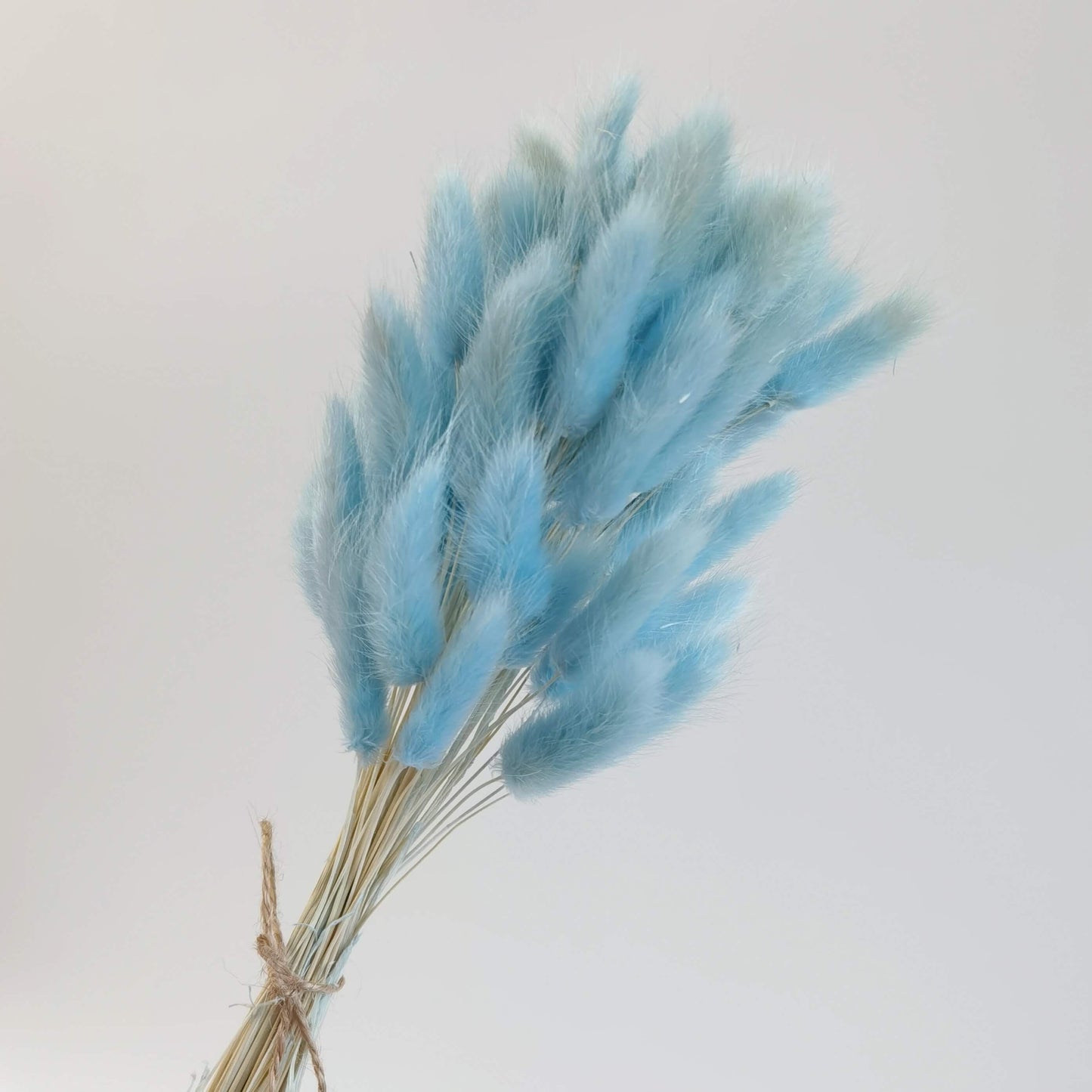 Lagurus (Bunny Tails) - Dried Flowers | Blooms Artisan PH