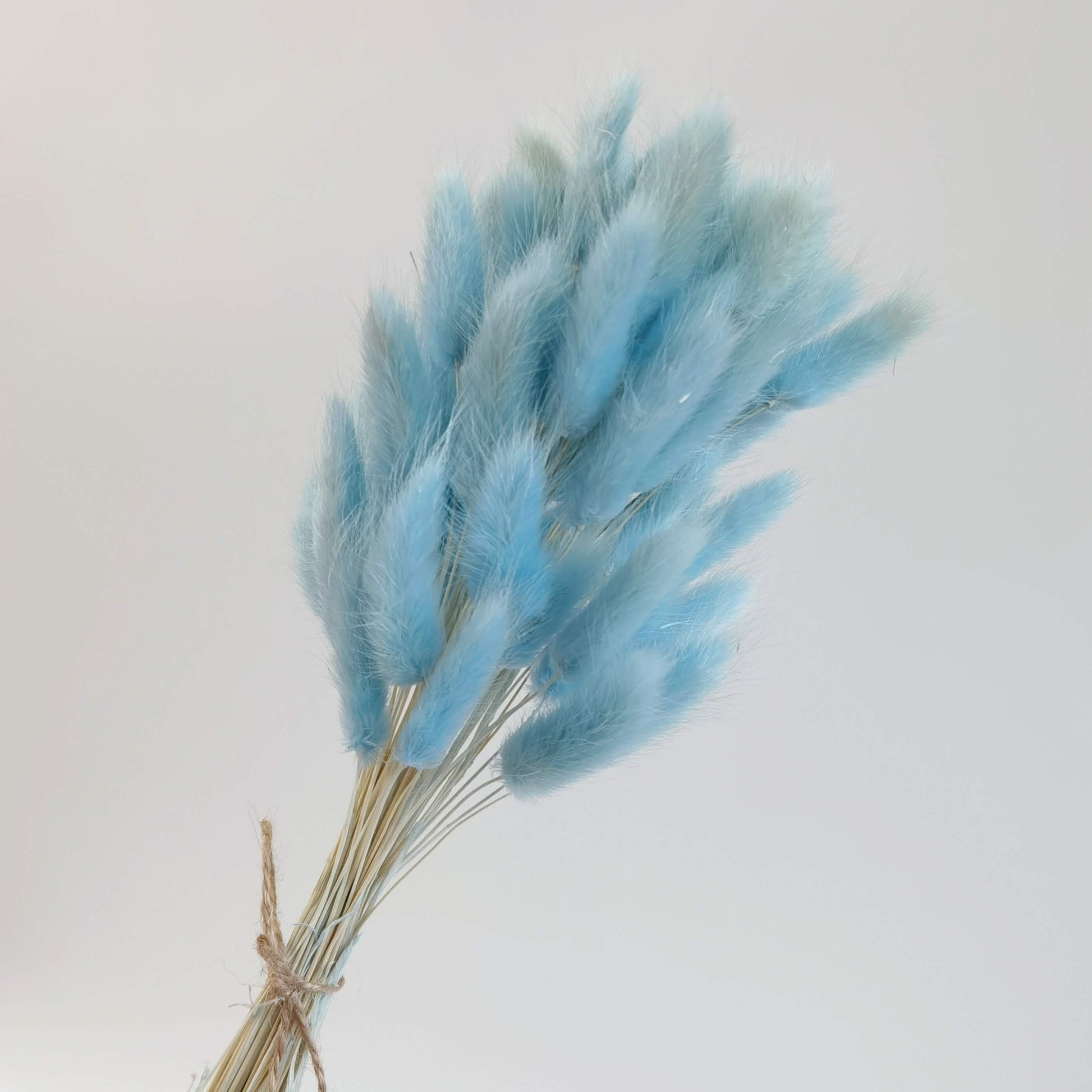 Lagurus (Bunny Tails) - Dried Flowers | Blooms Artisan PH