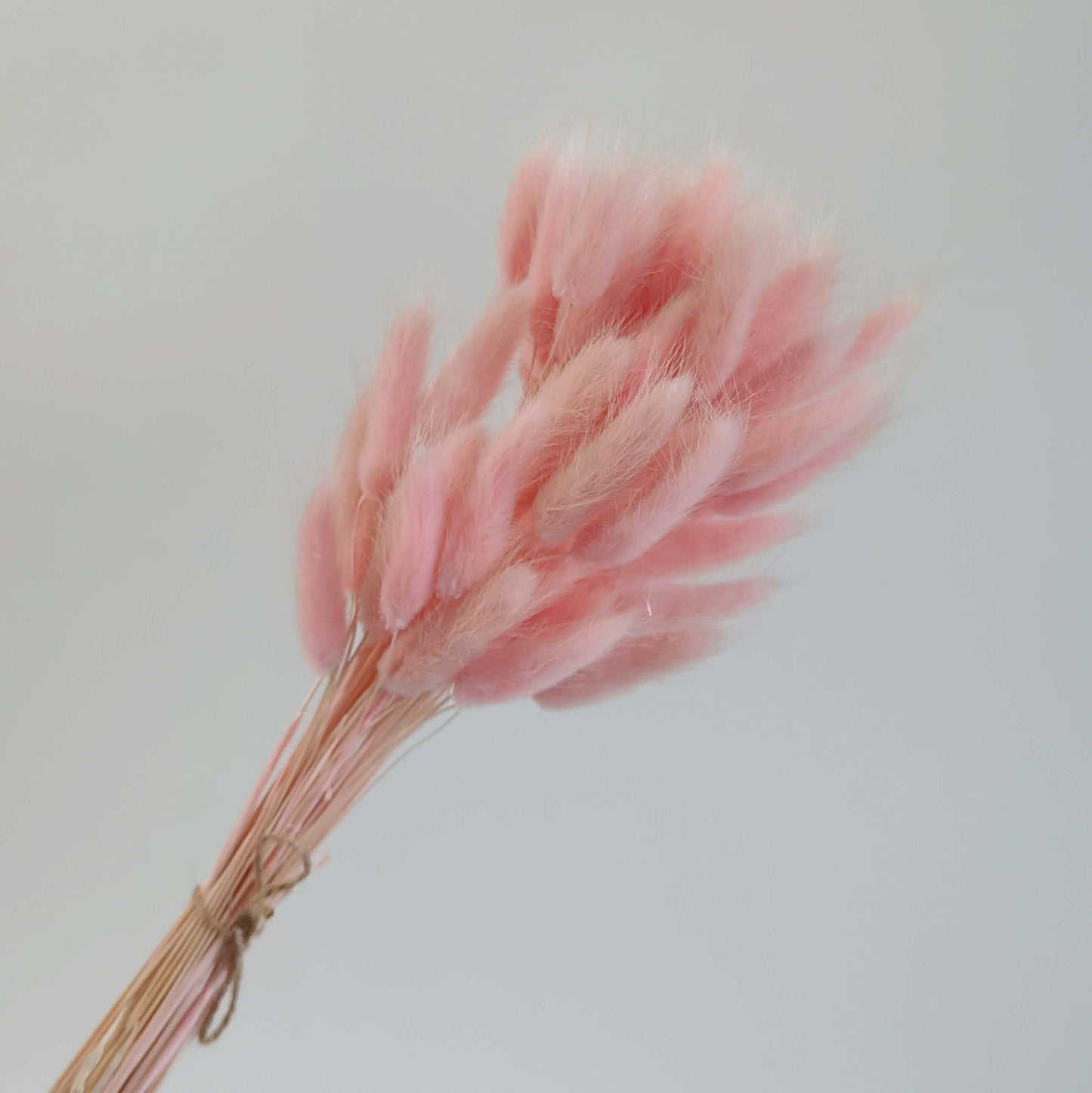 Lagurus (Bunny Tails) - Dried Flowers | Blooms Artisan PH
