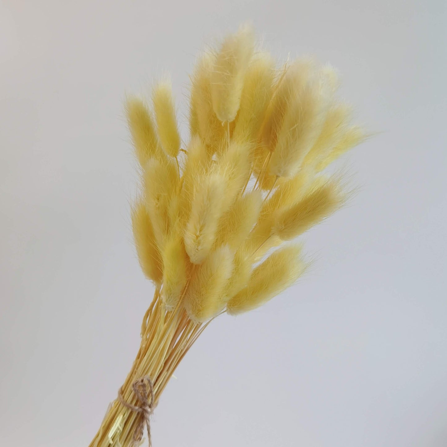 Lagurus (Bunny Tails) - Dried Flowers | Blooms Artisan PH