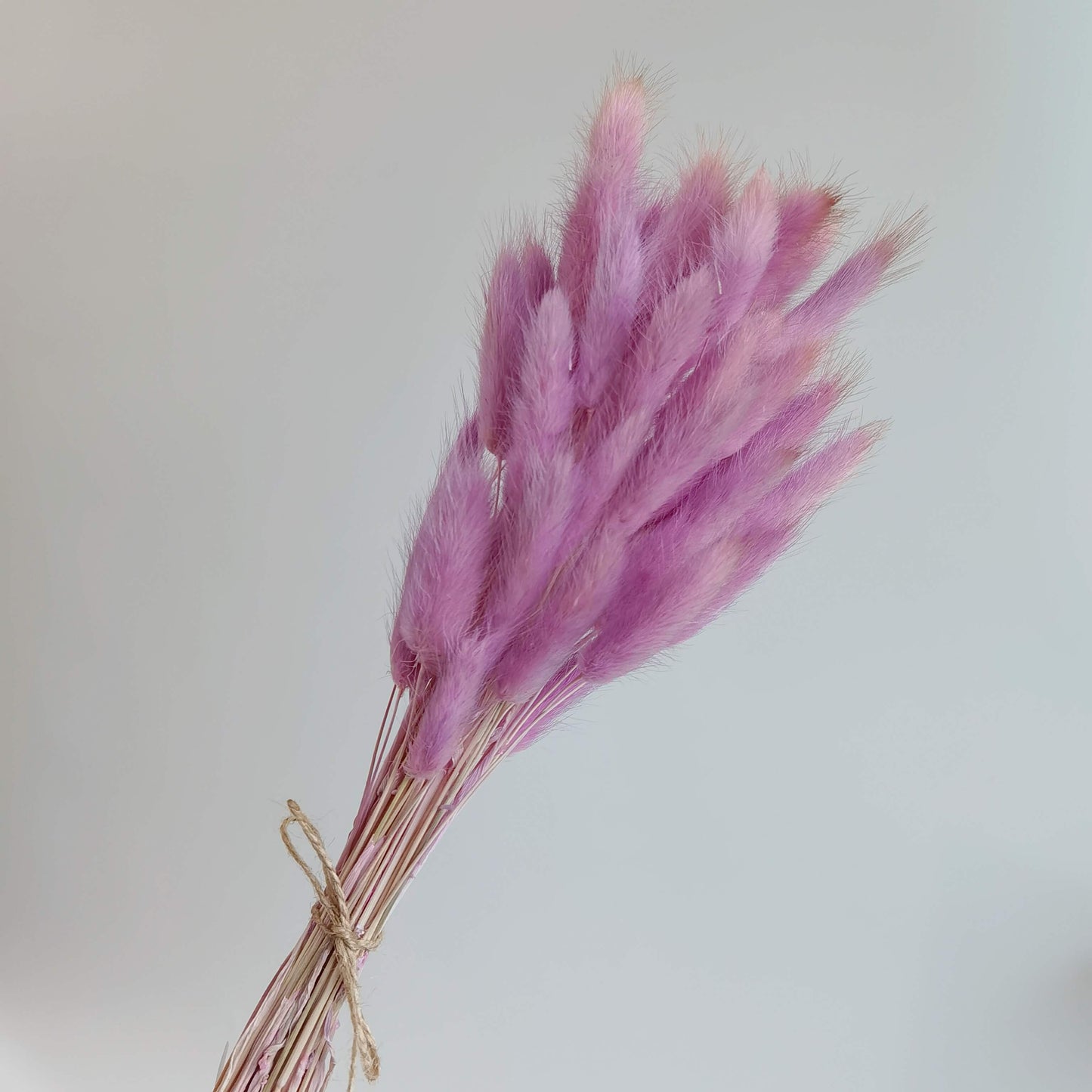 Lagurus (Bunny Tails) - Dried Flowers | Blooms Artisan PH