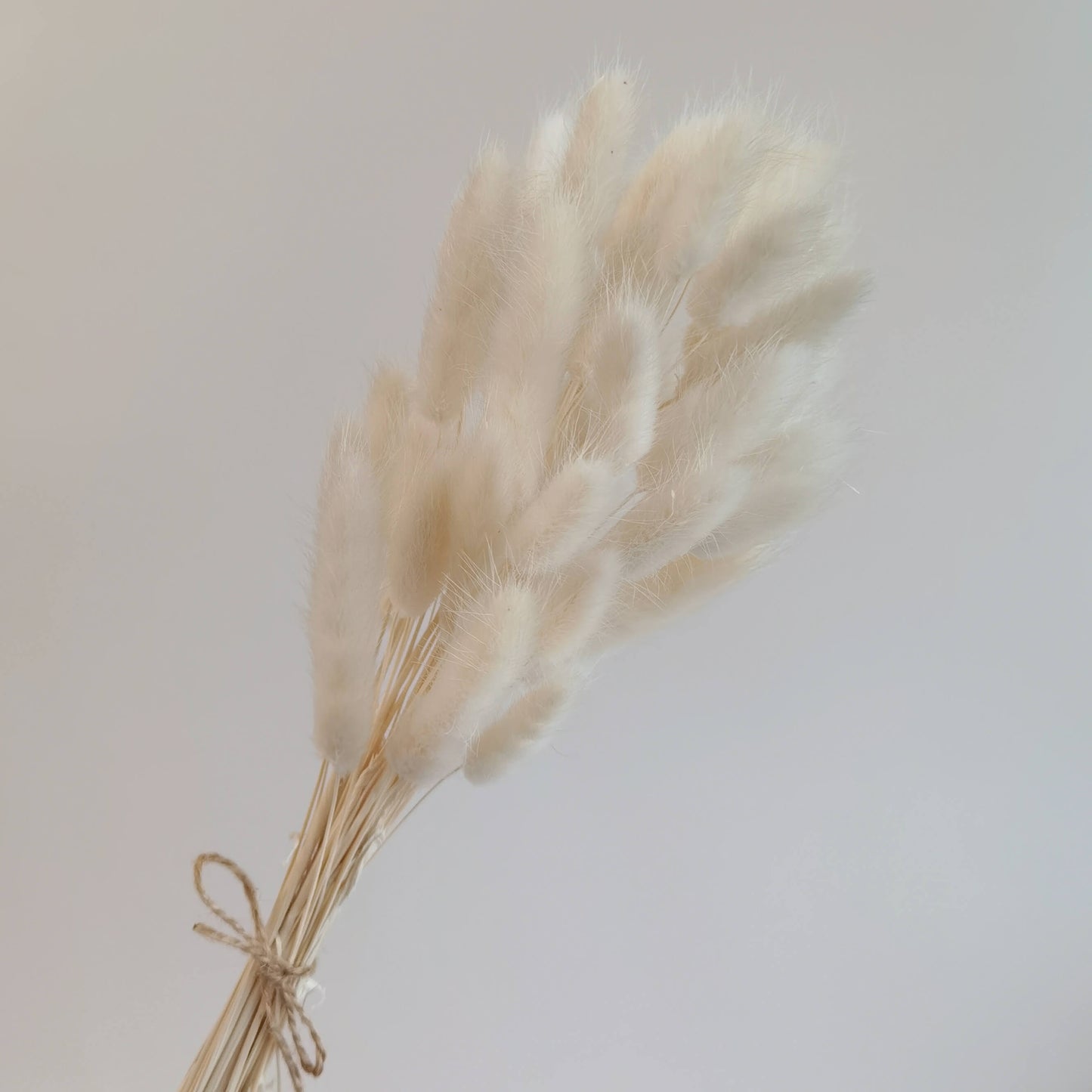Lagurus (Bunny Tails) - Dried Flowers | Blooms Artisan PH