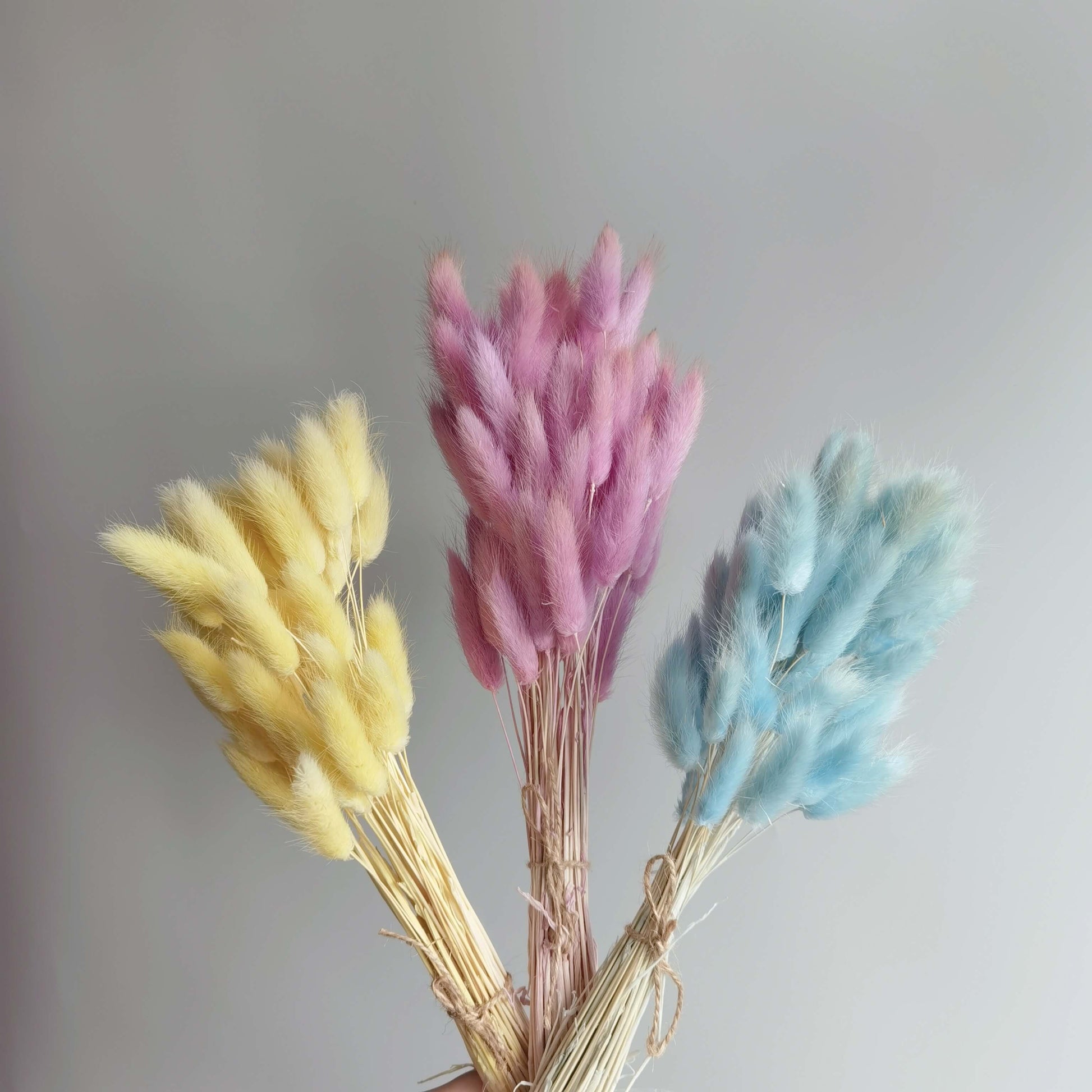 Lagurus (Bunny Tails) - Dried Flowers | Blooms Artisan PH