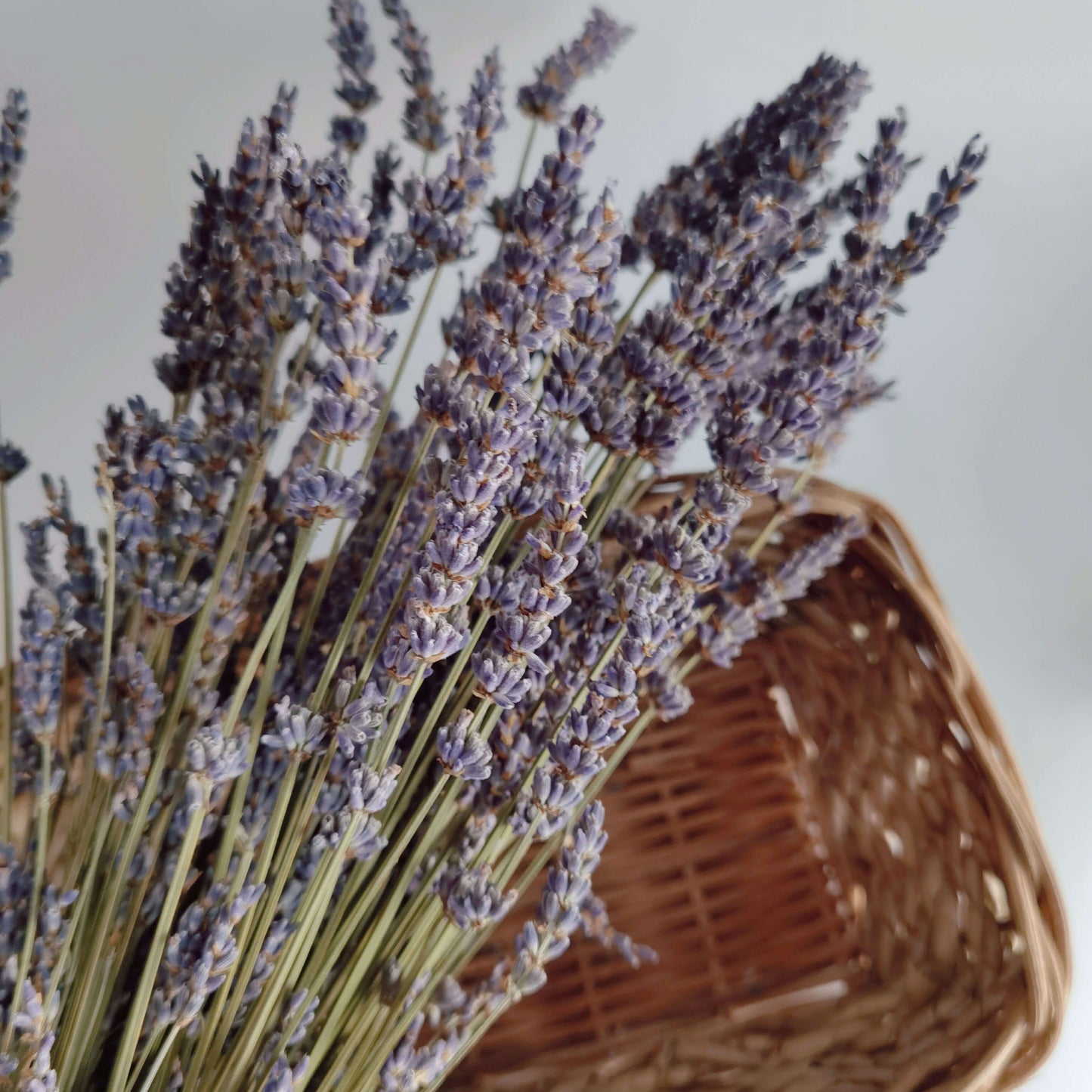 Lavender - Dried Flowers | Blooms Artisan PH