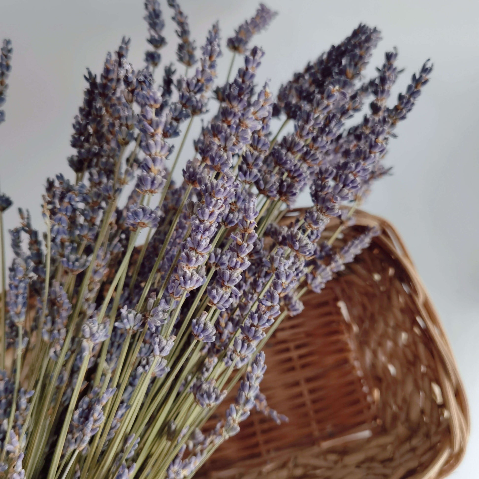 Lavender - Dried Flowers | Blooms Artisan PH
