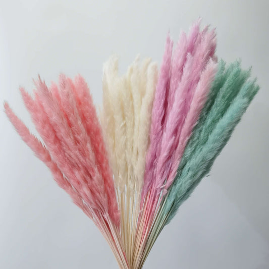 Mini Pampas